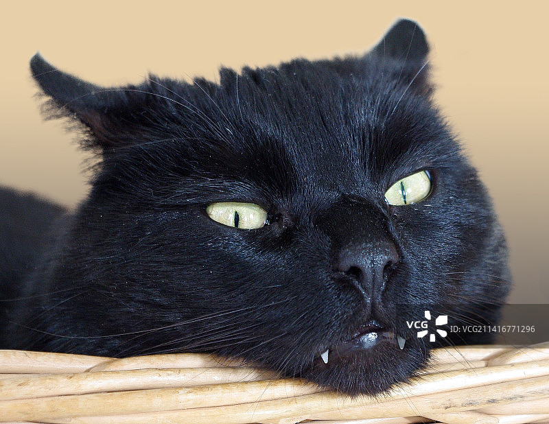 印度尼西亚的黑猫特写肖像图片素材