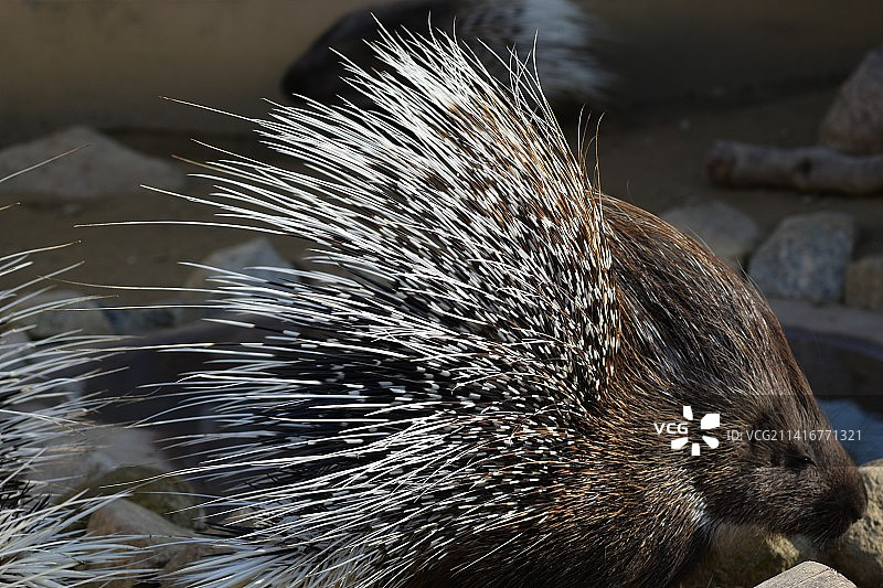 日本德山岩石上的刺猬特写图片素材