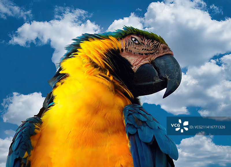 金蓝色金刚鹦鹉的特写图片素材