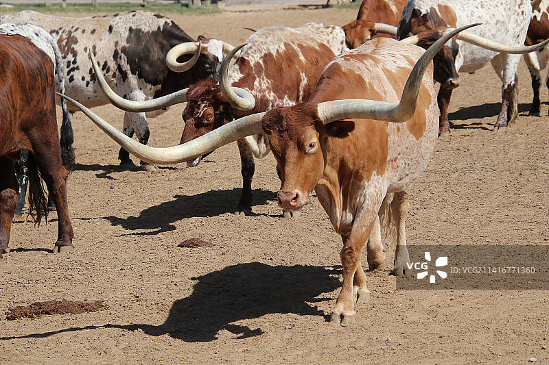 美国田野上站立的奶牛特写图片素材