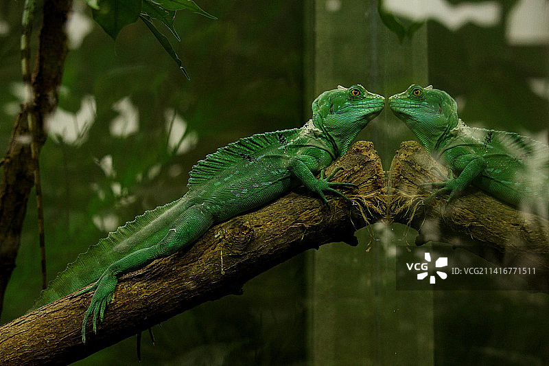 印度尼西亚树枝上的绿色蜥蜴特写图片素材