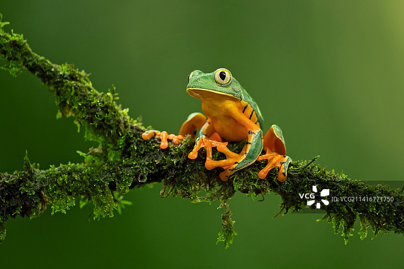 哥斯达黎加树枝上的红色树木特写图片素材