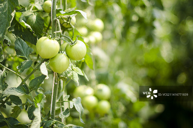果实在树上生长的特写图片素材