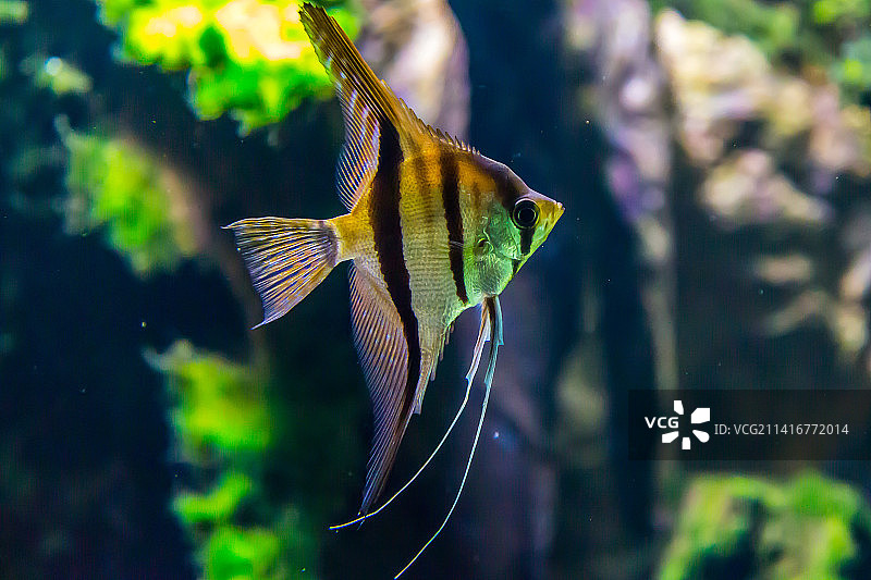 close-up of angelcichlid swimming in aquarium,Banggai Laut,Central Sulawesi,Indonesia图片素材