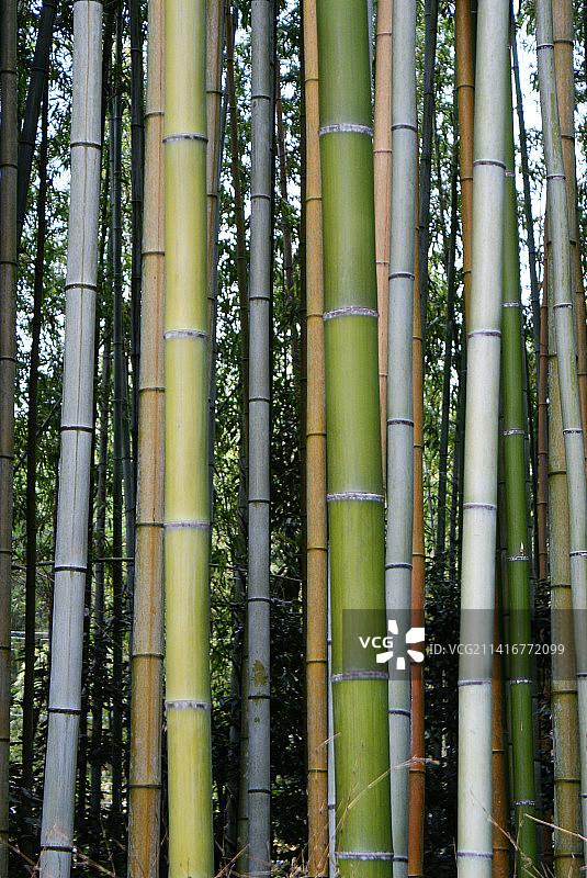 日本岚山竹林中的竹子全画幅照片图片素材
