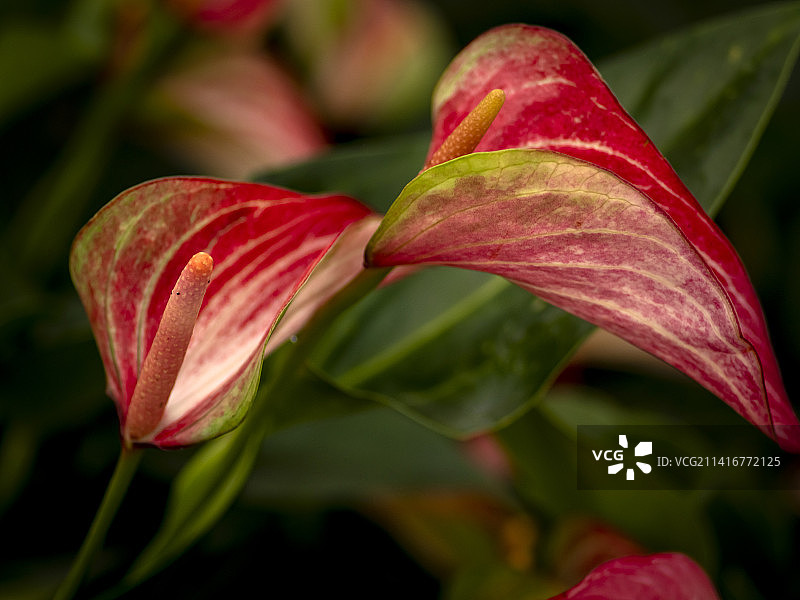 印度卡纳塔克邦班加罗尔户外盛开的红色百合花特写图片素材