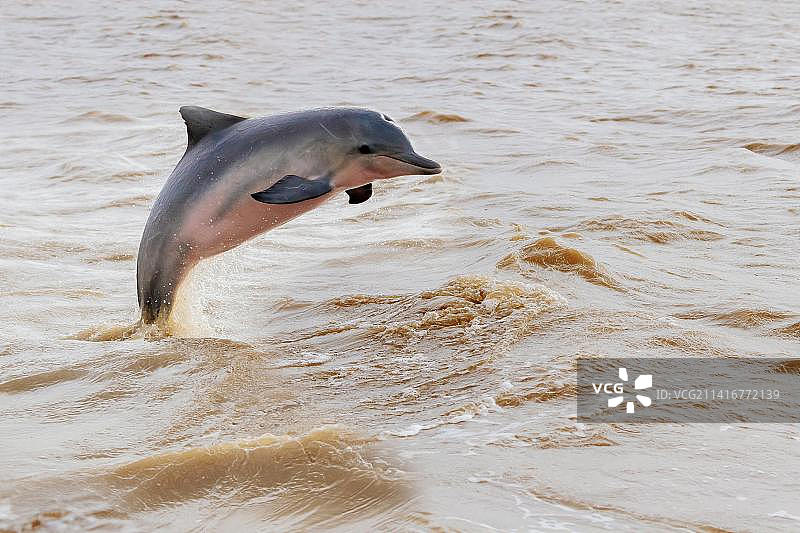 印度尼西亚海中游泳的海豚的俯视角度图片素材