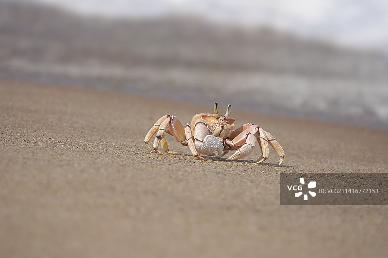 莫桑比克海滩沙滩上的螃蟹特写图片素材