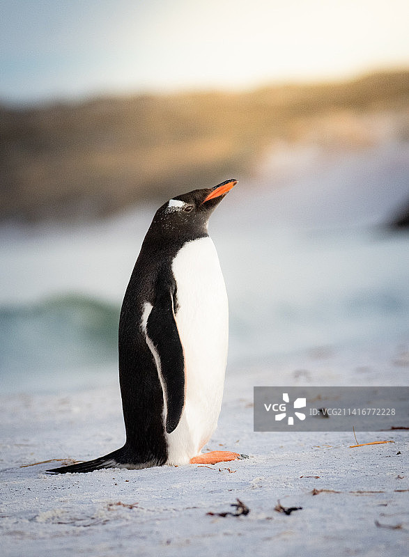 印度尼西亚雪地上的巴布亚企鹅、王企鹅、阿德利企鹅、帝企鹅和麦哲伦企鹅特写图片素材