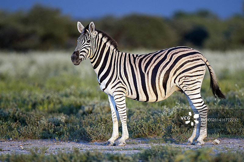 毛里塔尼亚原野上行走的布氏斑马侧面照图片素材