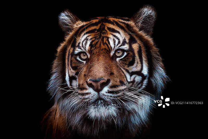 黑色背景下的苏门答腊虎,苏门答腊虎(Panthera tigris sumatrae)肖像,捷克共和国图片素材