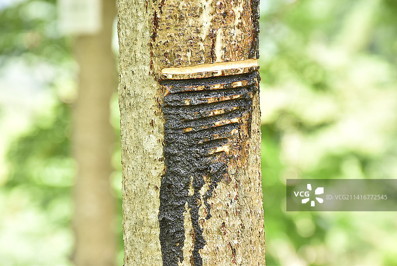 日本茨城县：漆树采漆图片素材