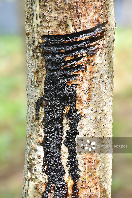 日本茨城县：漆树采漆图片素材