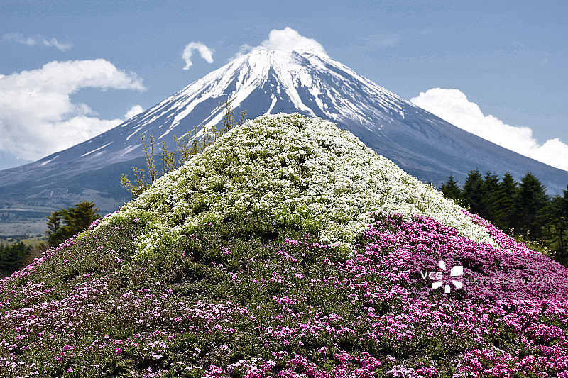 日本芝樱节：粉色苔藓地与富士山美景，北山图片素材