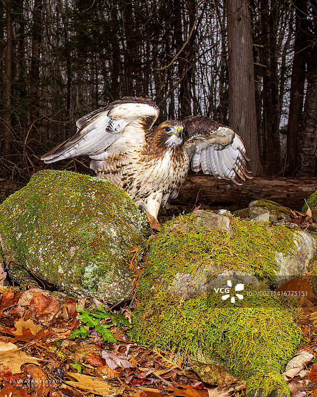 美国缅因州森林中生长的树木图片素材