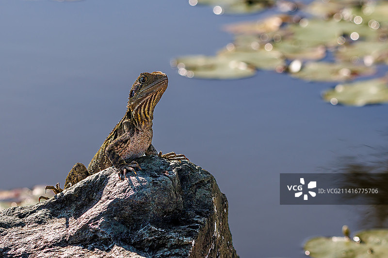 澳洲水龙的特写，位于澳大利亚昆士兰州沃特福德西的提格姆泻湖岩石上图片素材