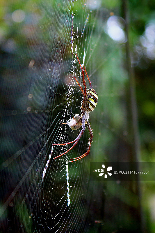 印度尼西亚：蜘蛛网上的蜘蛛特写图片素材