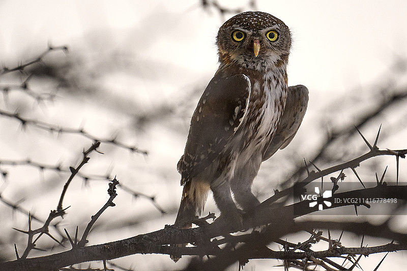 栖息在带刺灌木上的小猫头鹰图片素材