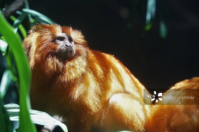 金狮面狨望向远方特写，西雅图，华盛顿州，美国图片素材