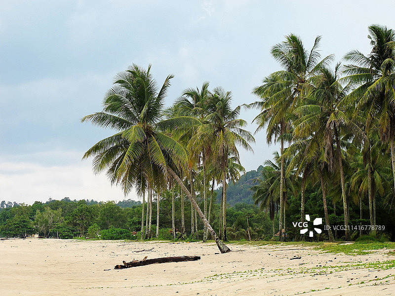邦加勿里洞群岛佩萨伦海滩的白色沙滩和椰子树图片素材