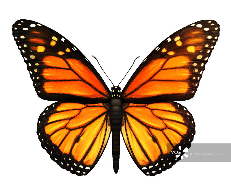白色背景上的蝴蝶特写图片素材