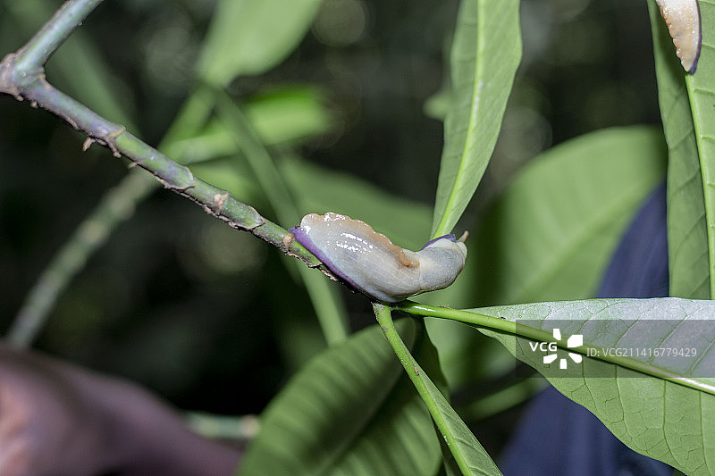植物上水滴的特写图片素材