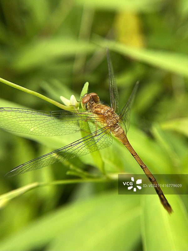 植物上的昆虫特写，美国马萨诸塞州韦尔斯利图片素材