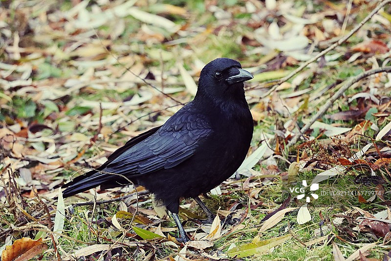 栖息在田野上的乌鸦特写图片素材