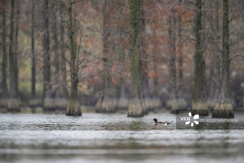 池杉湖里的一只针尾鸭图片素材