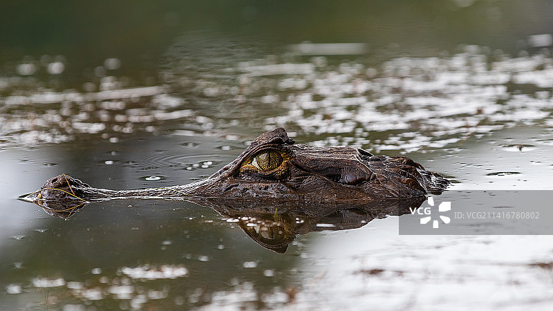 在巴西马托格罗索州锡诺普湖中游泳的年轻美洲鳄图片素材