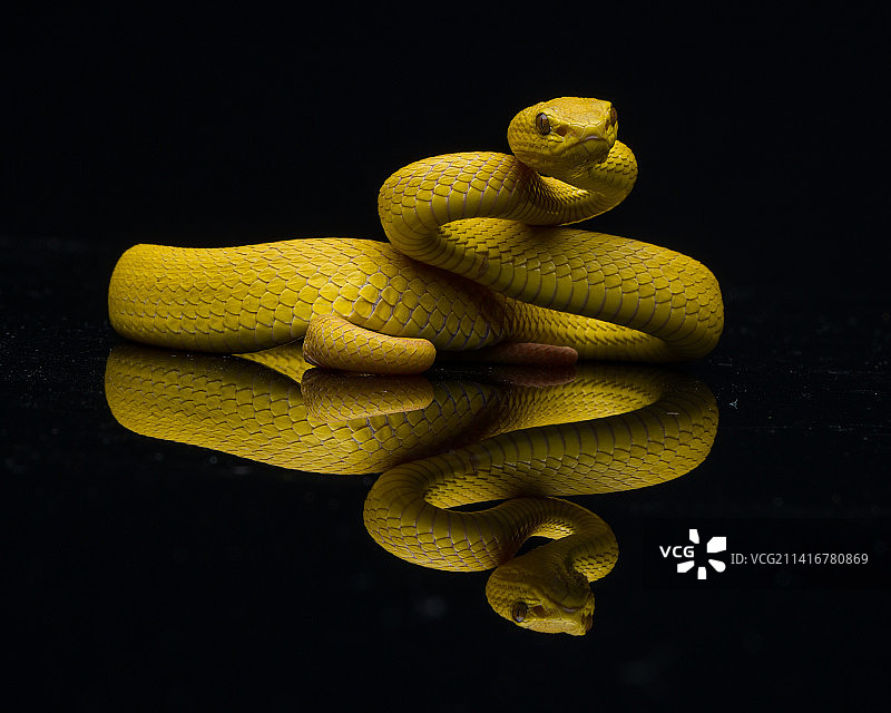 印度尼西亚，黑色背景下的蝰蛇特写图片素材