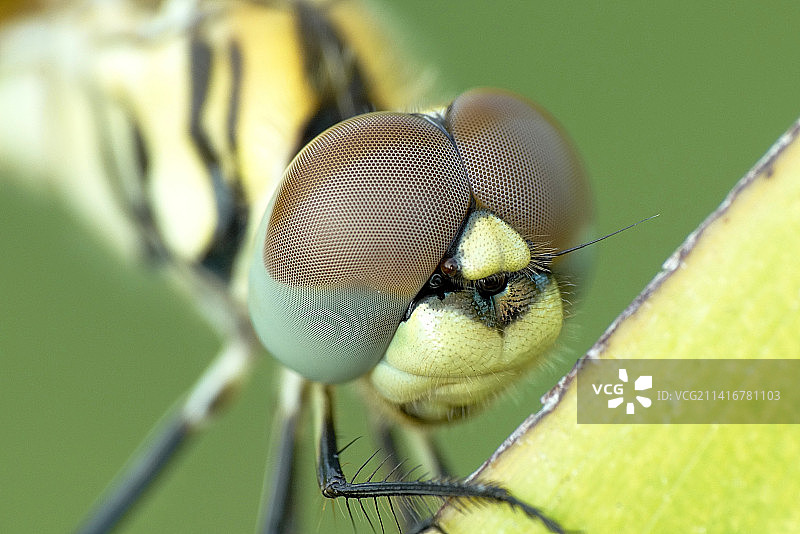 印度尼西亚树叶上的昆虫特写图片素材