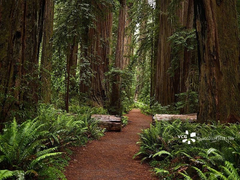 印度尼西亚帕塞特的森林树木图片素材
