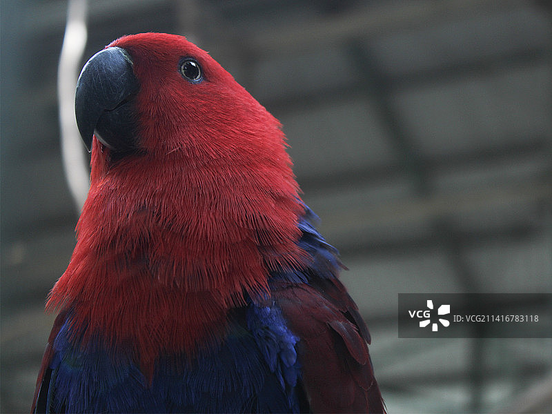 鹦鹉特写，印度尼西亚图片素材