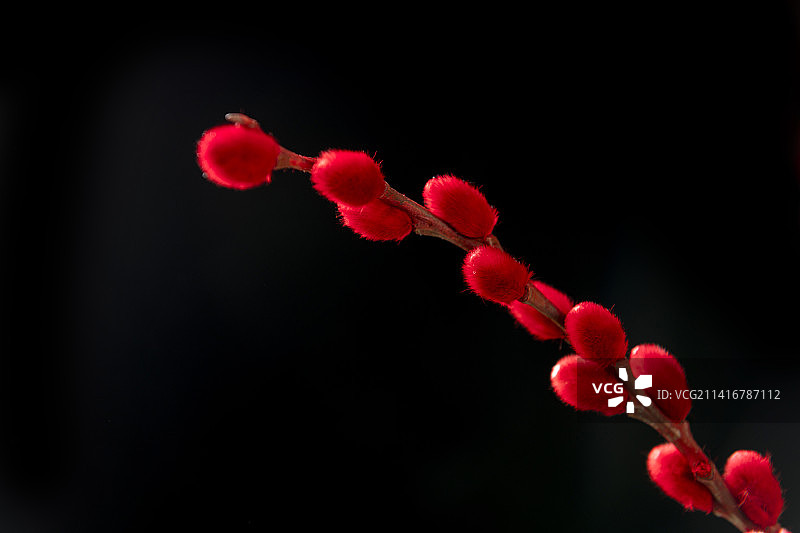 观赏植物红色的银柳枝特写图片素材