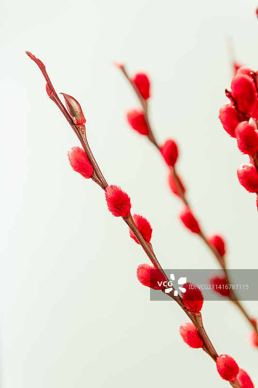 观赏植物红色的银柳枝特写图片素材