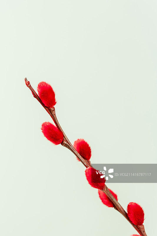 观赏植物红色的银柳枝特写图片素材