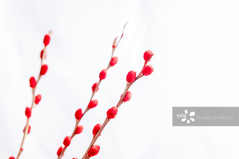 观赏植物红色的银柳枝特写图片素材