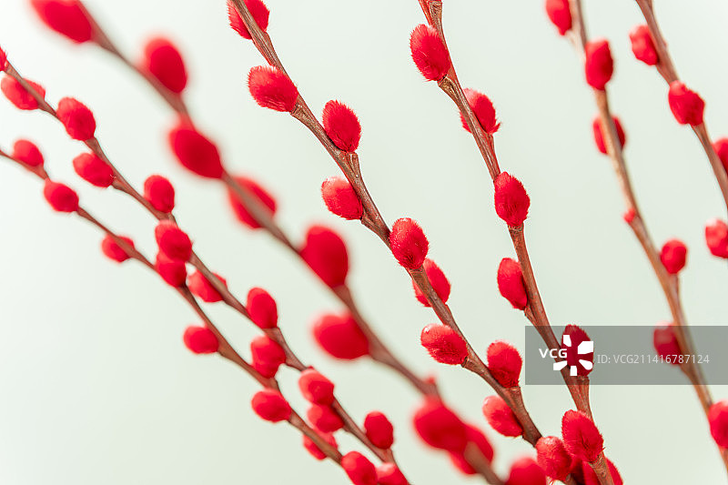 观赏植物红色的银柳枝特写图片素材