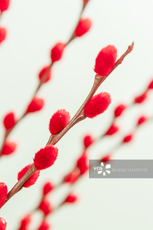 观赏植物红色的银柳枝特写图片素材