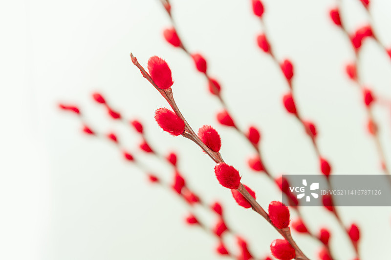 观赏植物红色的银柳枝特写图片素材