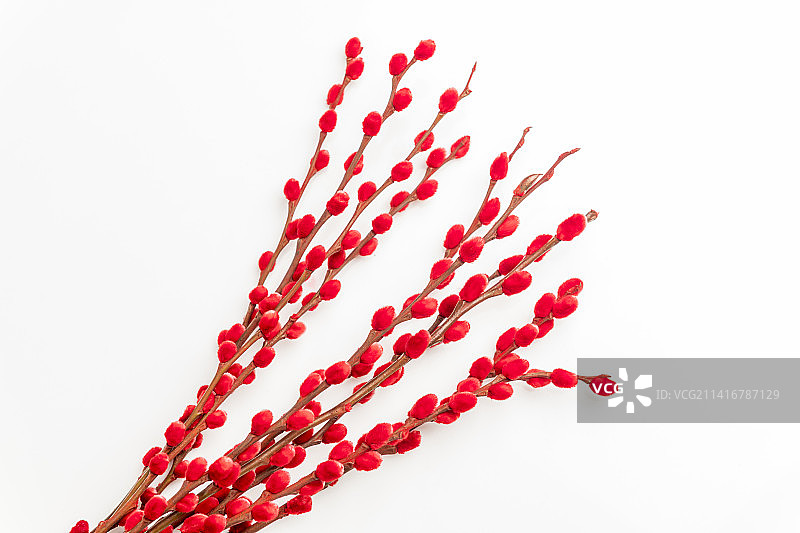 观赏植物红色的银柳枝特写图片素材