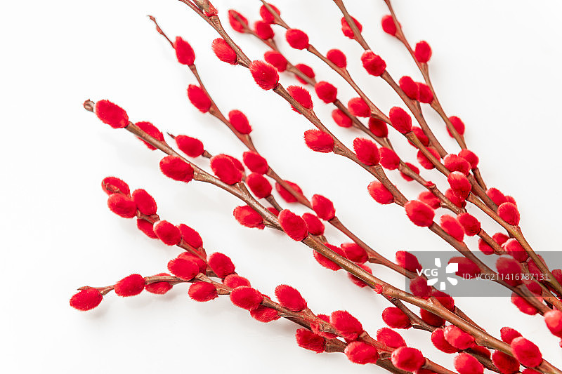 观赏植物红色的银柳枝特写图片素材