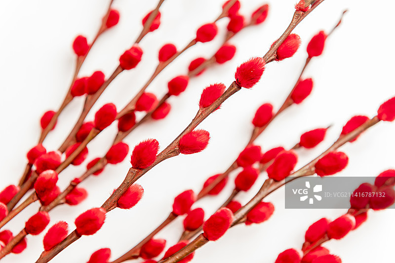 观赏植物红色的银柳枝特写图片素材