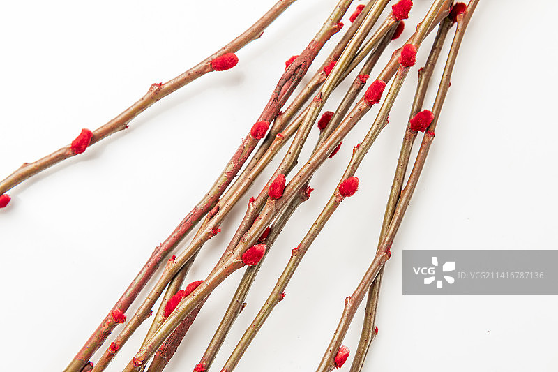 观赏植物红色的银柳枝特写图片素材