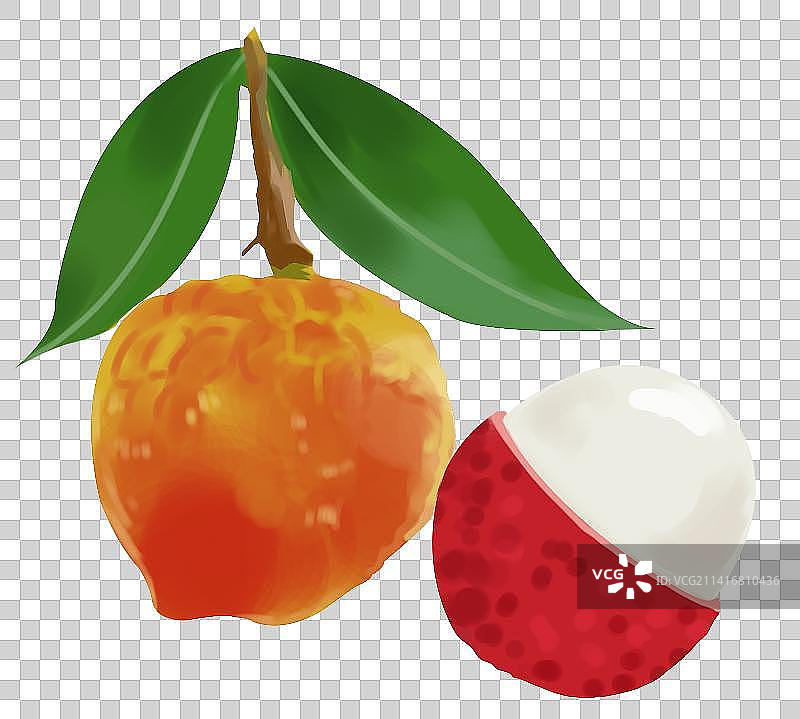 水果美味味道营养健康荔枝元素插画图片素材