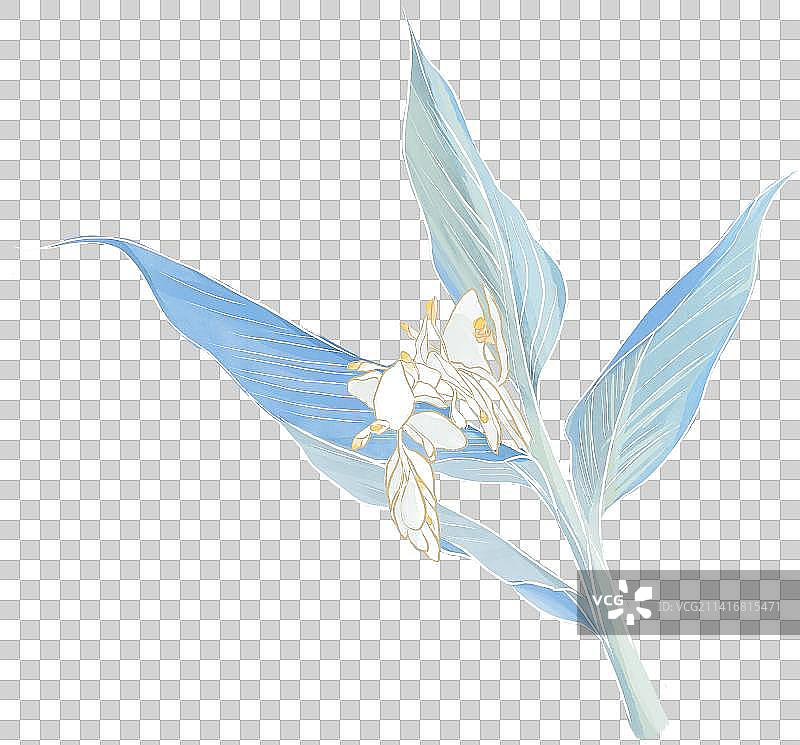 盛开的舞姜花——巨蟹座的守护之花，花语：信任，高洁清雅图片素材