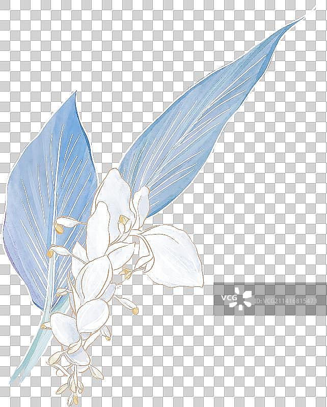 盛开的舞姜花——巨蟹座的守护之花，花语：信任，高洁清雅图片素材