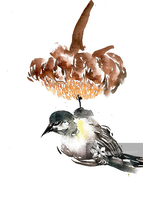 倒挂的小鸟图片素材