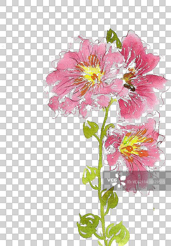 粉色的蜀葵花图片素材